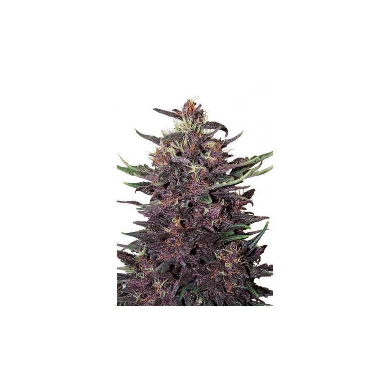 Purple Kush Pack x3 Buddha Seeds