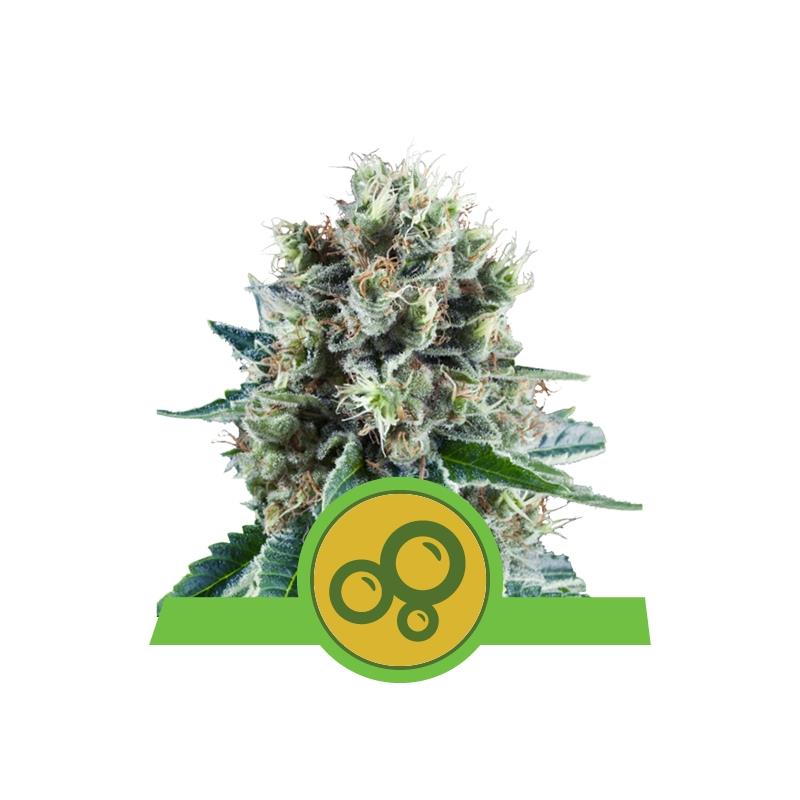 Auto Bubble Kush X1 Royal Queen Seeds