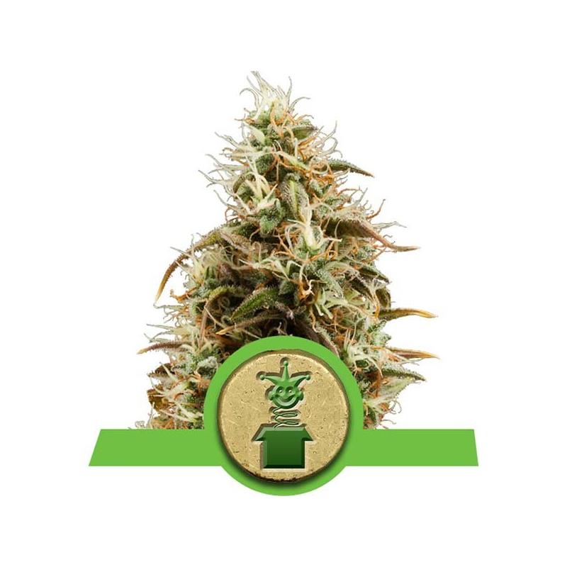 Auto Royal Jack X1 Royal Queen Seeds