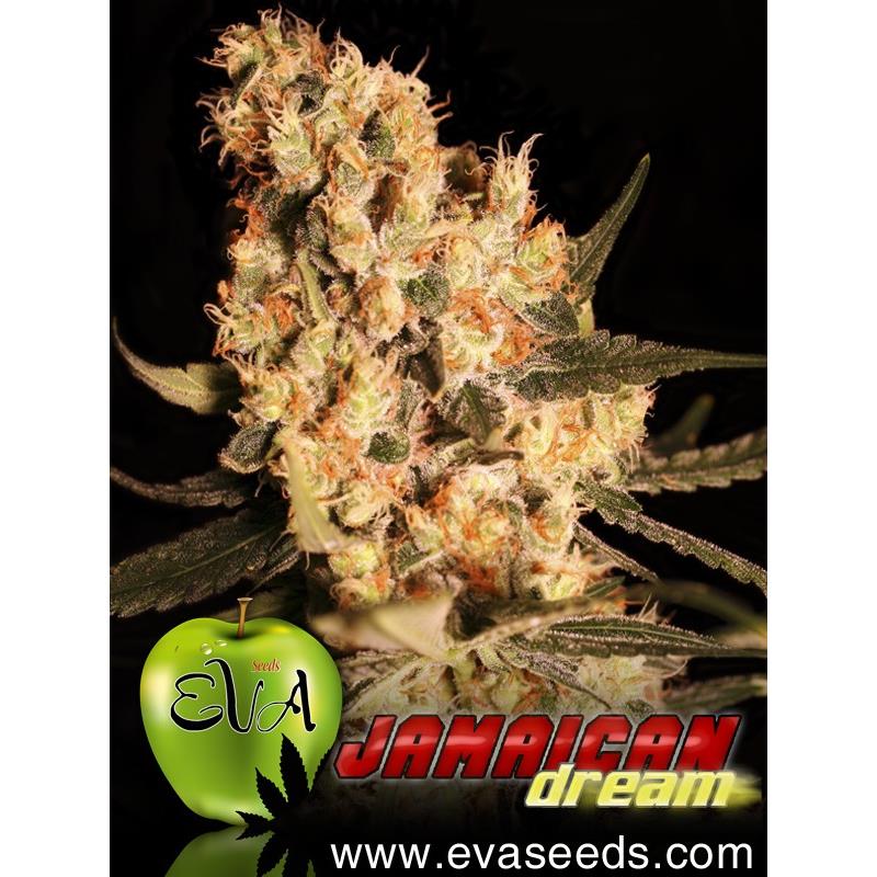 Jamaican Dream X3 Eva Seeds