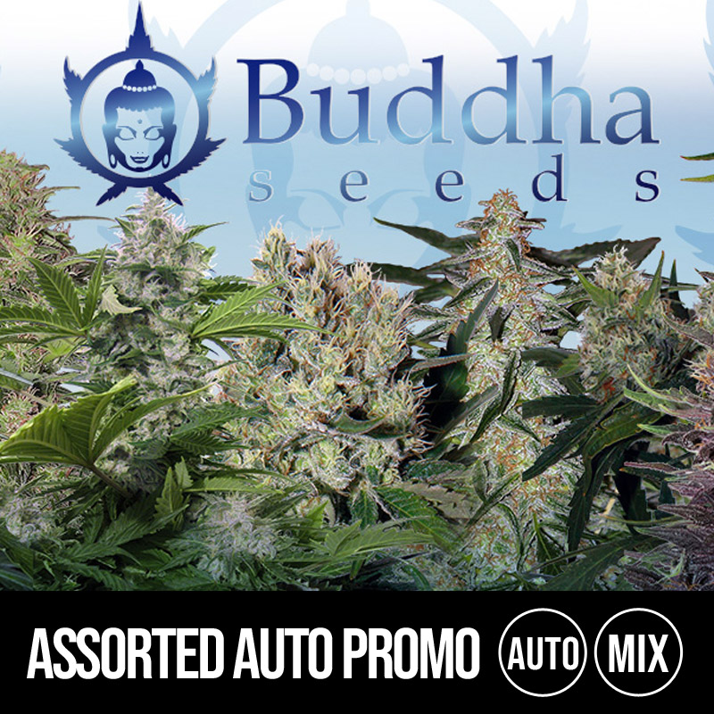 Assorted Promo Pack x10 Buddha Seeds