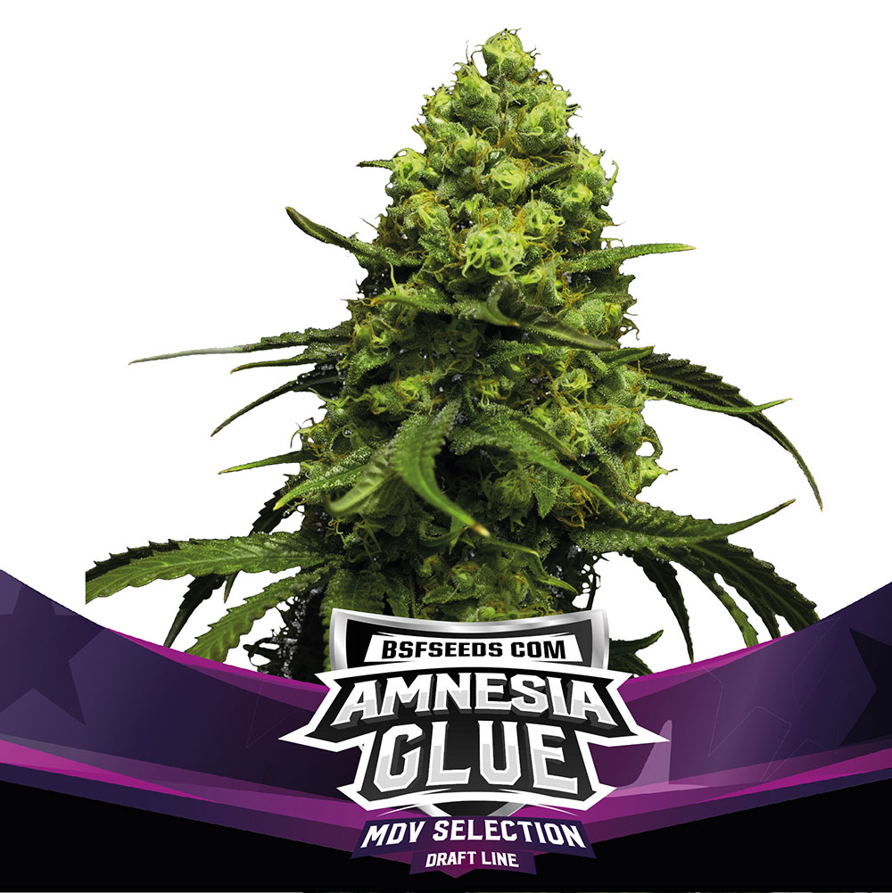 Amnesia Glue – BSF Seeds