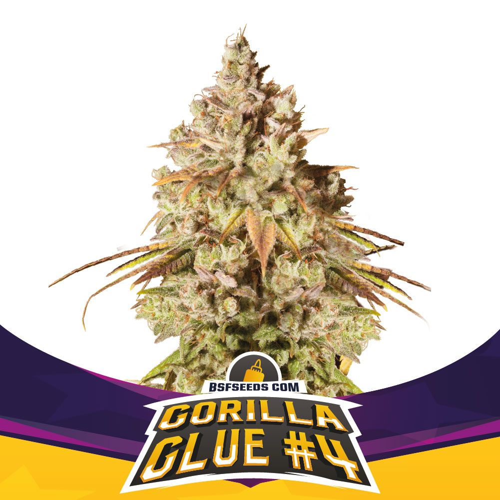 Gorilla Glue 4 – BSF Seeds x2