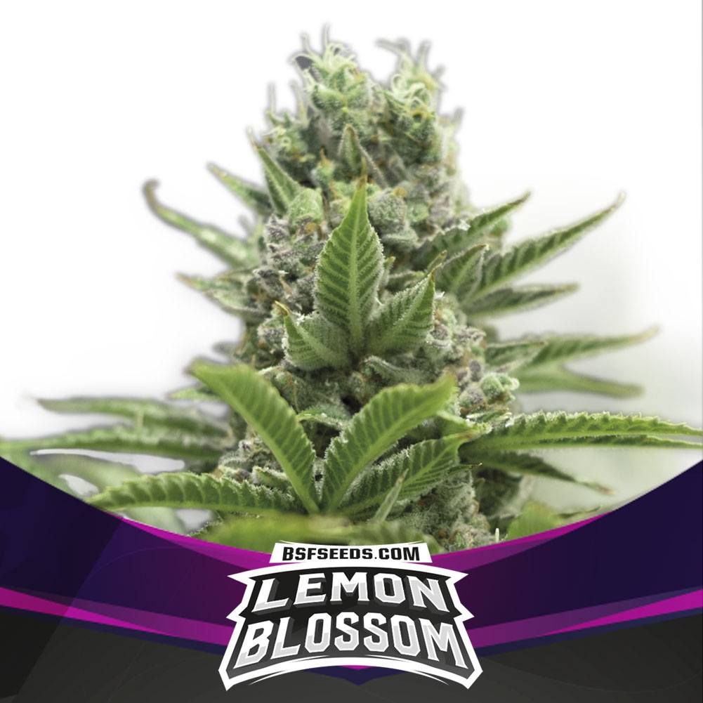 Lemon Blossom X2 BSF Seeds