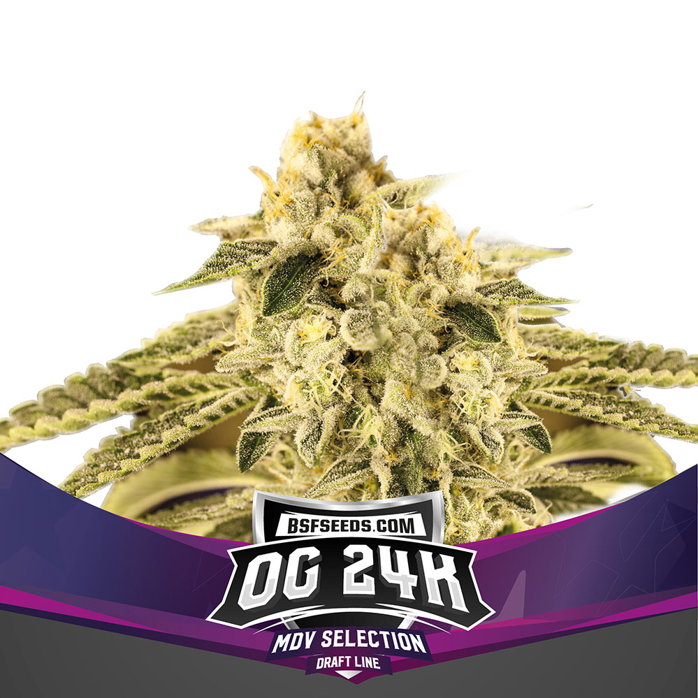 OG 24K X2 BSF Seeds