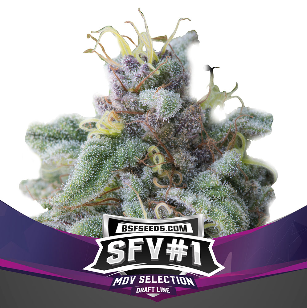 SFV 1 X2 BSF Seeds