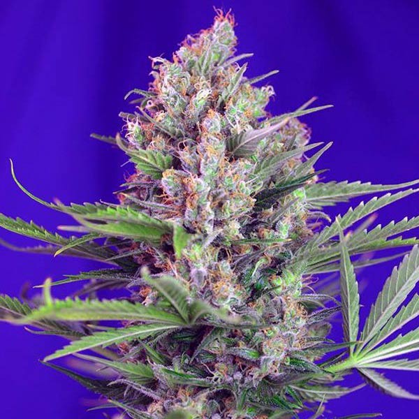 Cream Mandarine XL Auto 3+1 Sweet Seeds