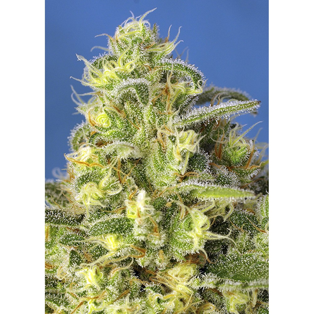 Jack 47 XL Auto 3+1 Sweet Seeds