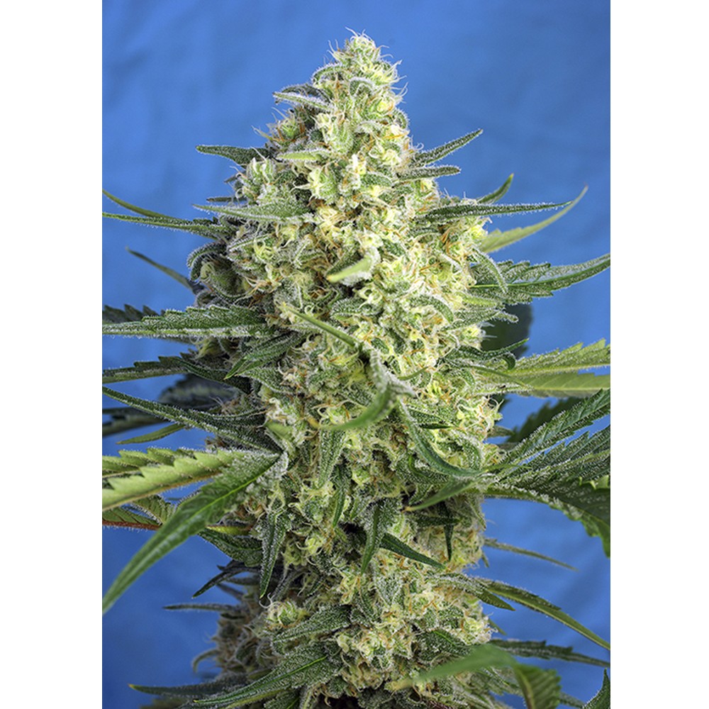 Jack 47 XL Auto 3+1 Sweet Seeds