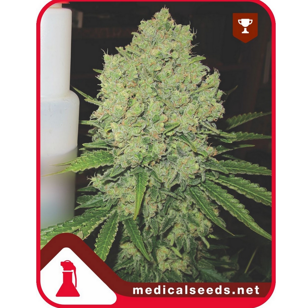 Prozak X3 Medical Seeds