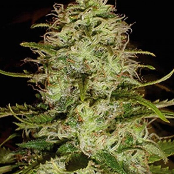 Blim Burn CR+ (3uds) Blim Burn Seeds