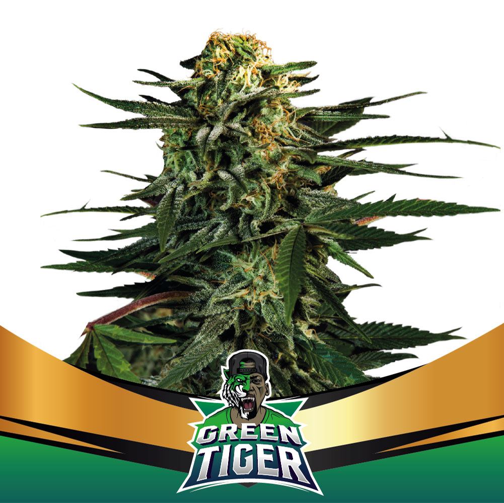Green Tiger X7 – BSF SEEDS