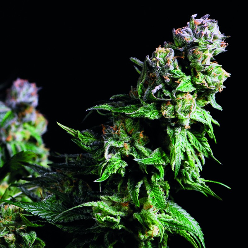PURPLE URKLE X3+1 AMERICAN STRAINS / PYRAMID SEEDS