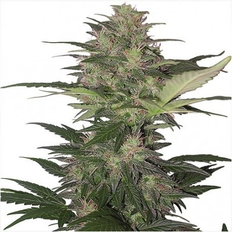 Red Dwarf Pack X3 Buddha Seeds