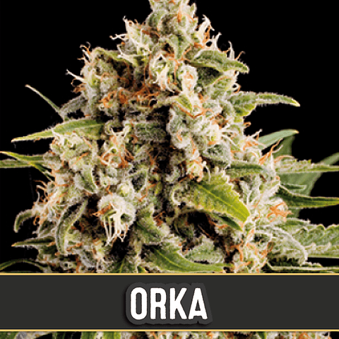 Blim Burn ORKA (3uds)