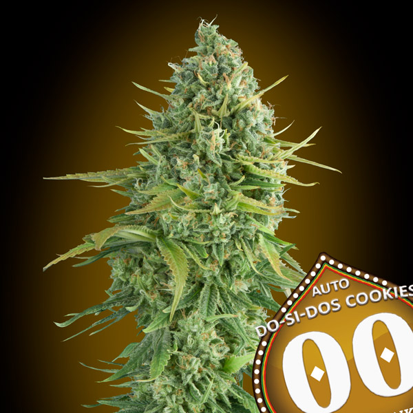 Auto Do-Si-Dos Cookies (3Uds)