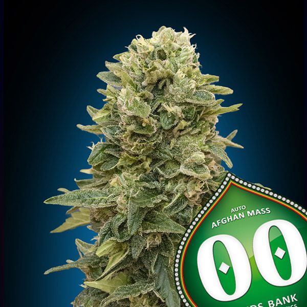 Auto Afghan Mass XXL (3Uds)