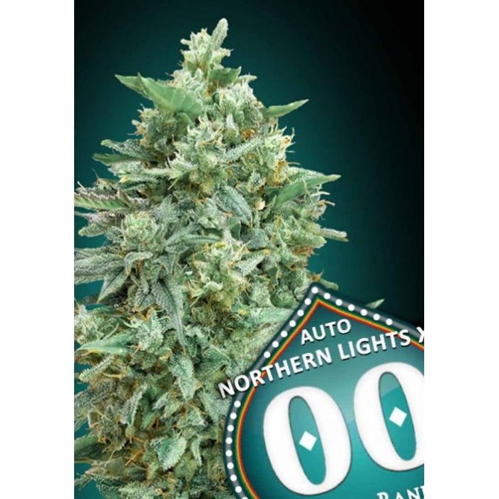 Auto Northern Lights XXL (3Uds)