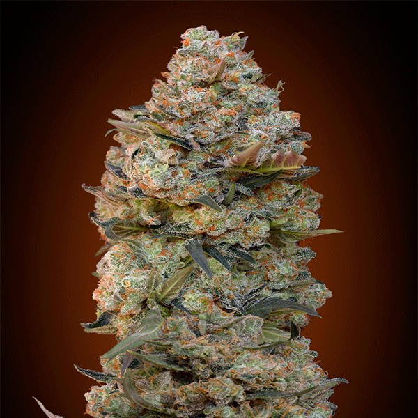 Chocolate Skunk (3Uds) – 00 Seeds Bank
