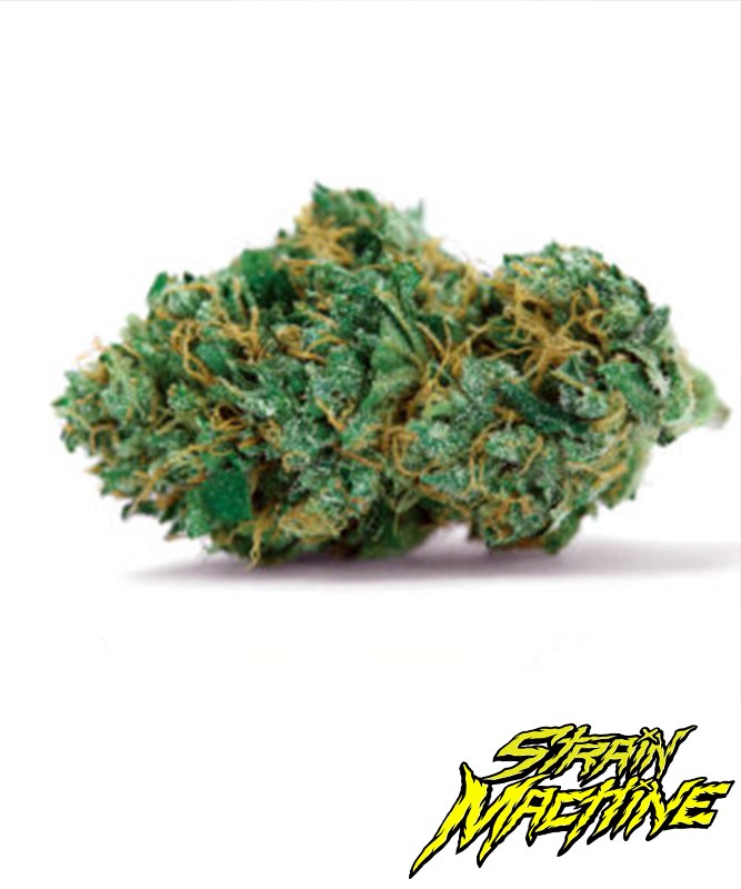 GELATO GLUE (3UDS)