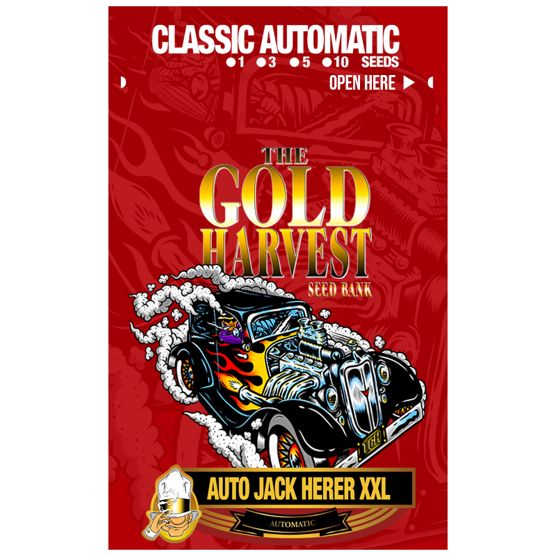 AUTO JACK HERER XXL X1 – The Gold Harvest