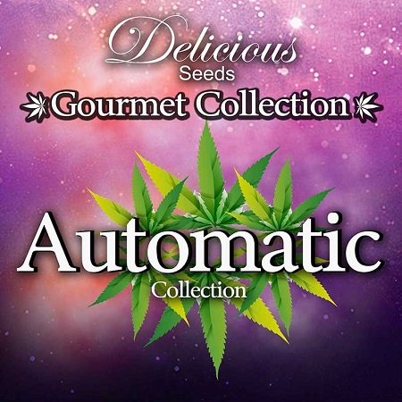 Gourmet Auto #1 (9Uds) Delicious Seed