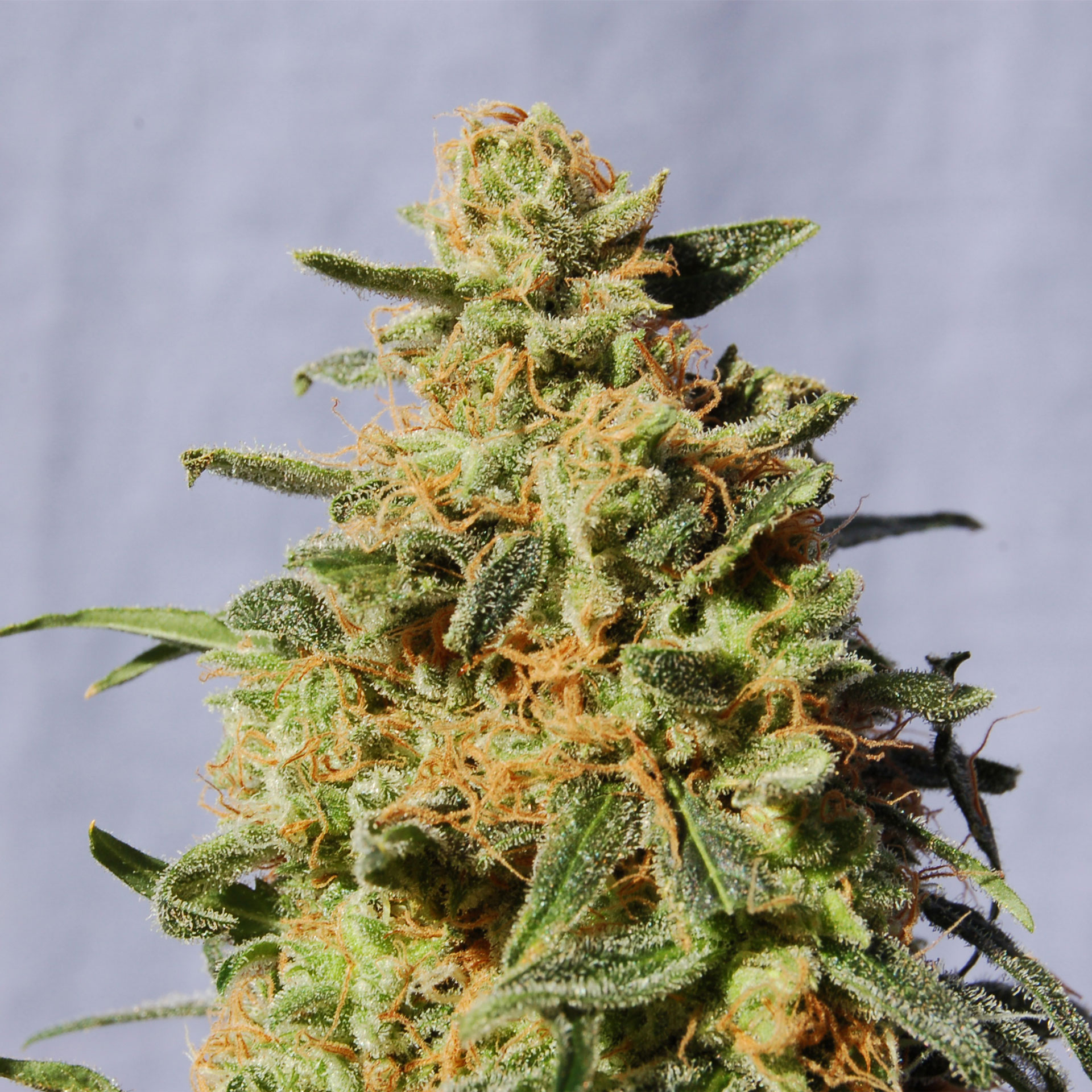 WHITE DOMINA – KANNABIA