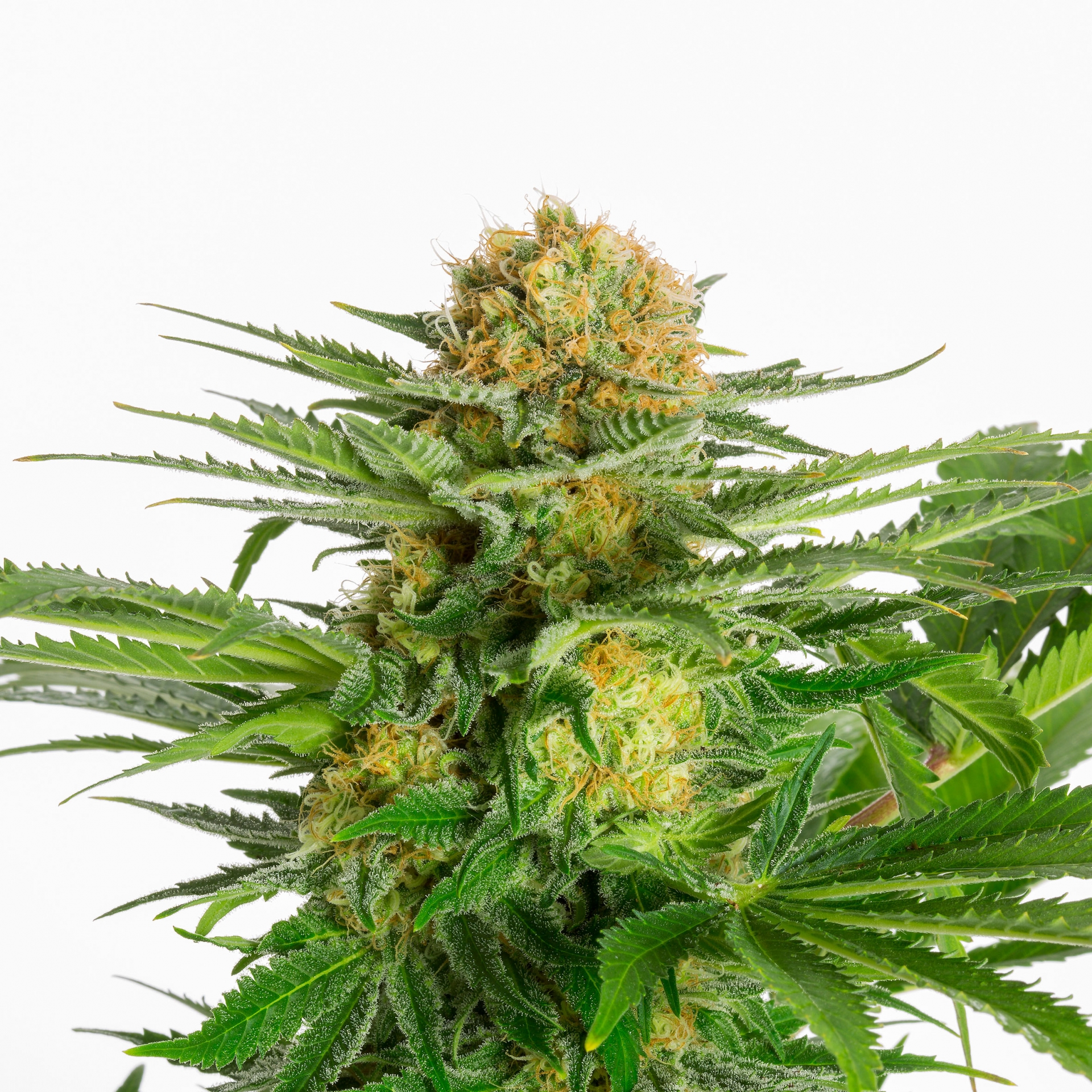 WHITE DOMINA – KANNABIA