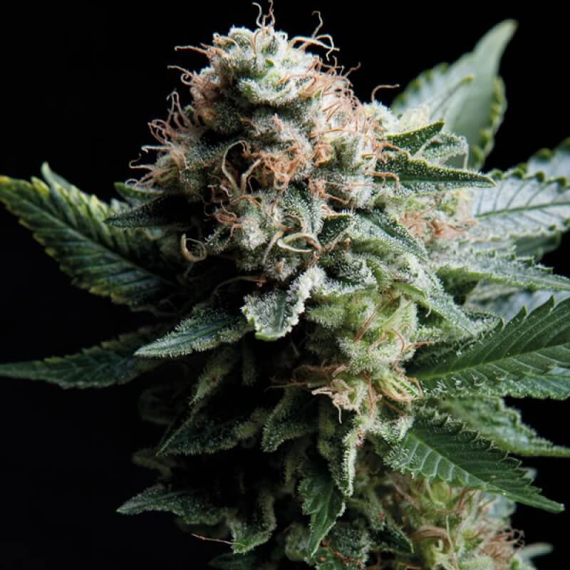 White Widow CBD x5 Trikoma Seeds