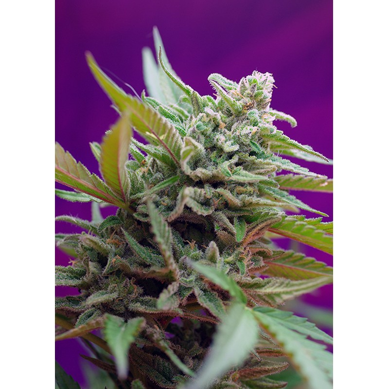 Black Jack Auto 3+1 Sweet Seeds