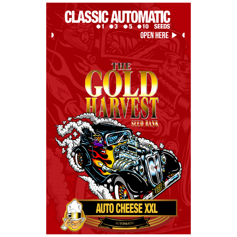 Auto Cheese XXL x1 – The Gold Harvest