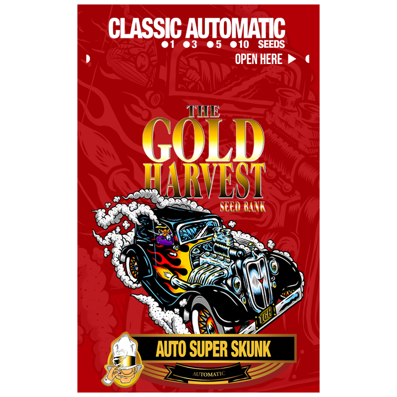 Auto Super Skunk x1 – The Gold Harvest