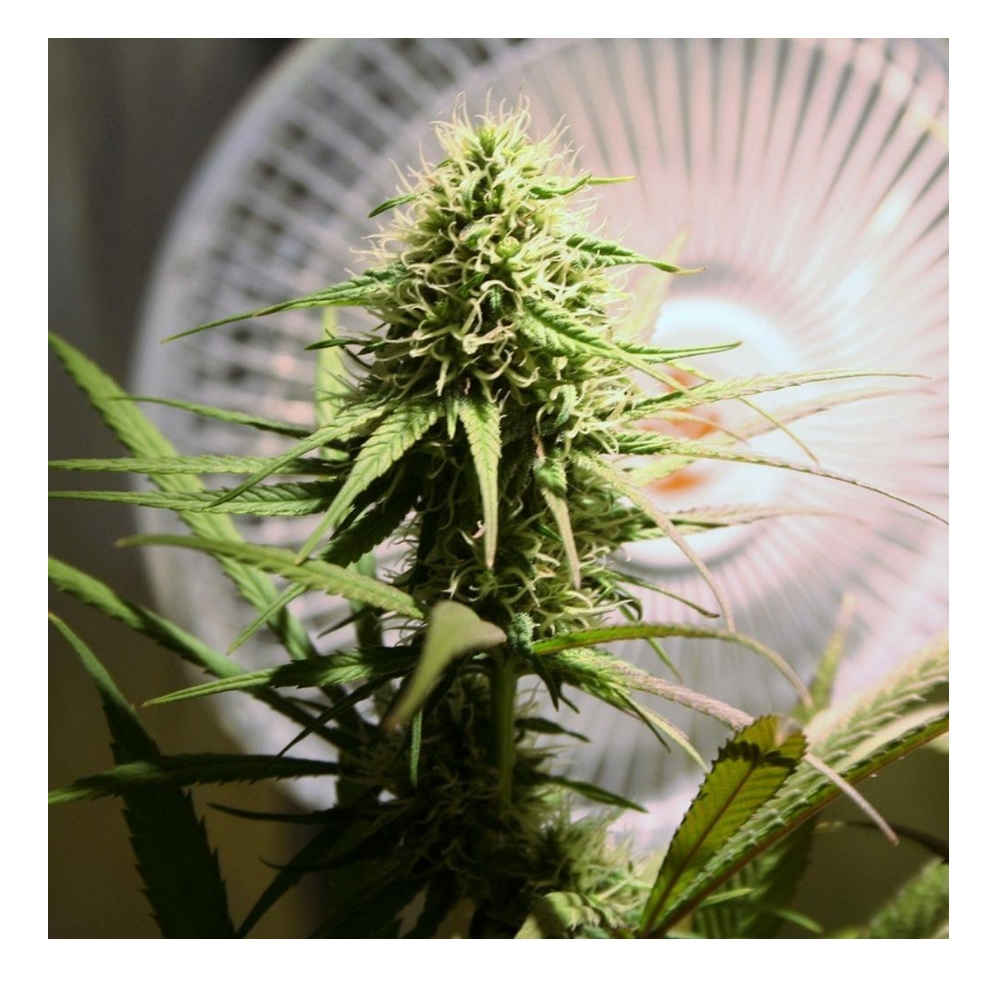 Critical Purple Kush x3 Fem. Dawg Star