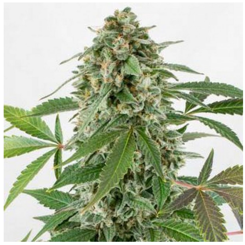 AUTO WHITE WIDOW THE GOLD HARVEST X1
