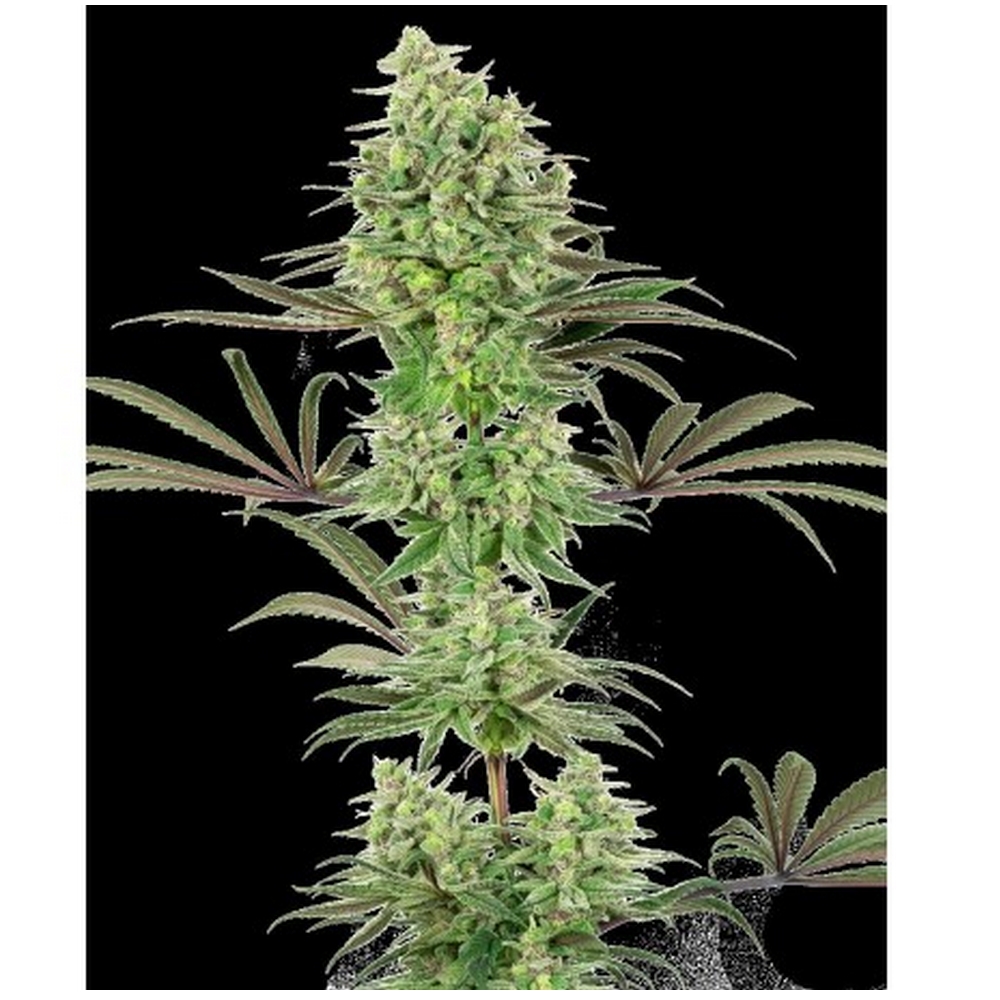 Double Banana Kush Feminizada X3 White Label