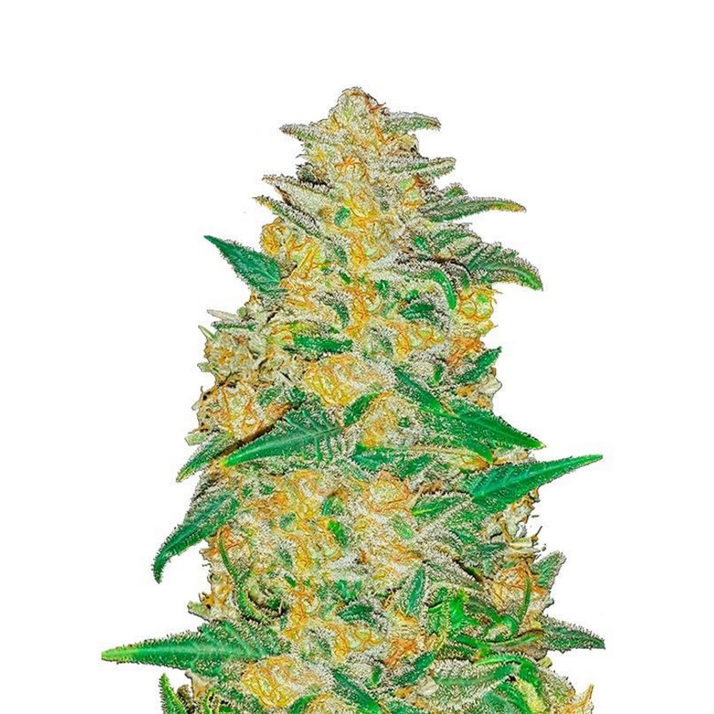 ORIGINAL AUTO AK FAST BUDS