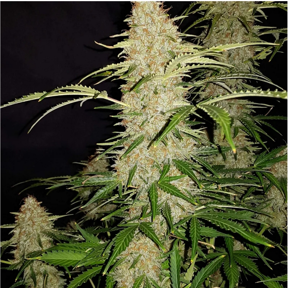 JACK HERER AUTO FAST BUDS