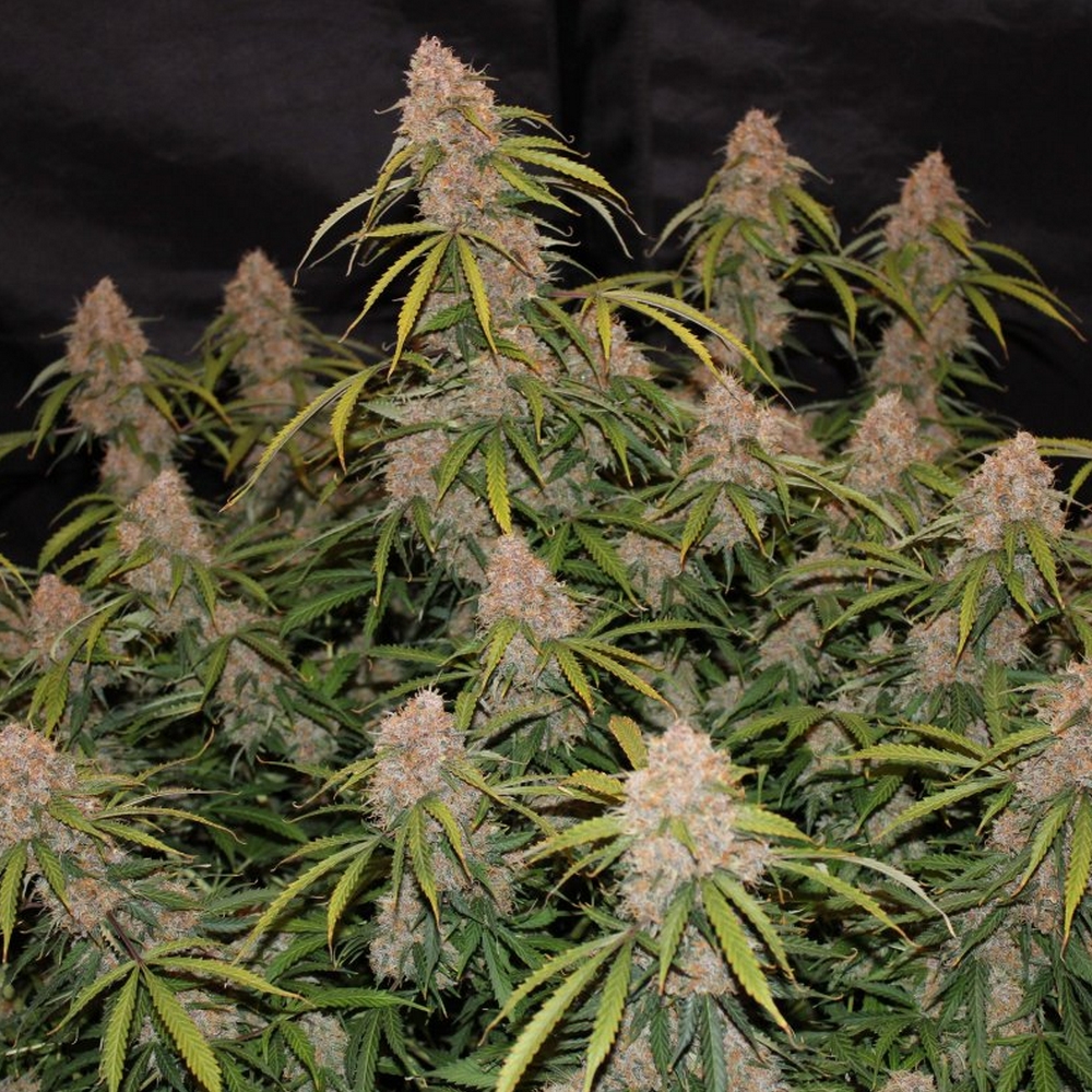 NORTHERN LIGHTS AUTO FAST BUDS