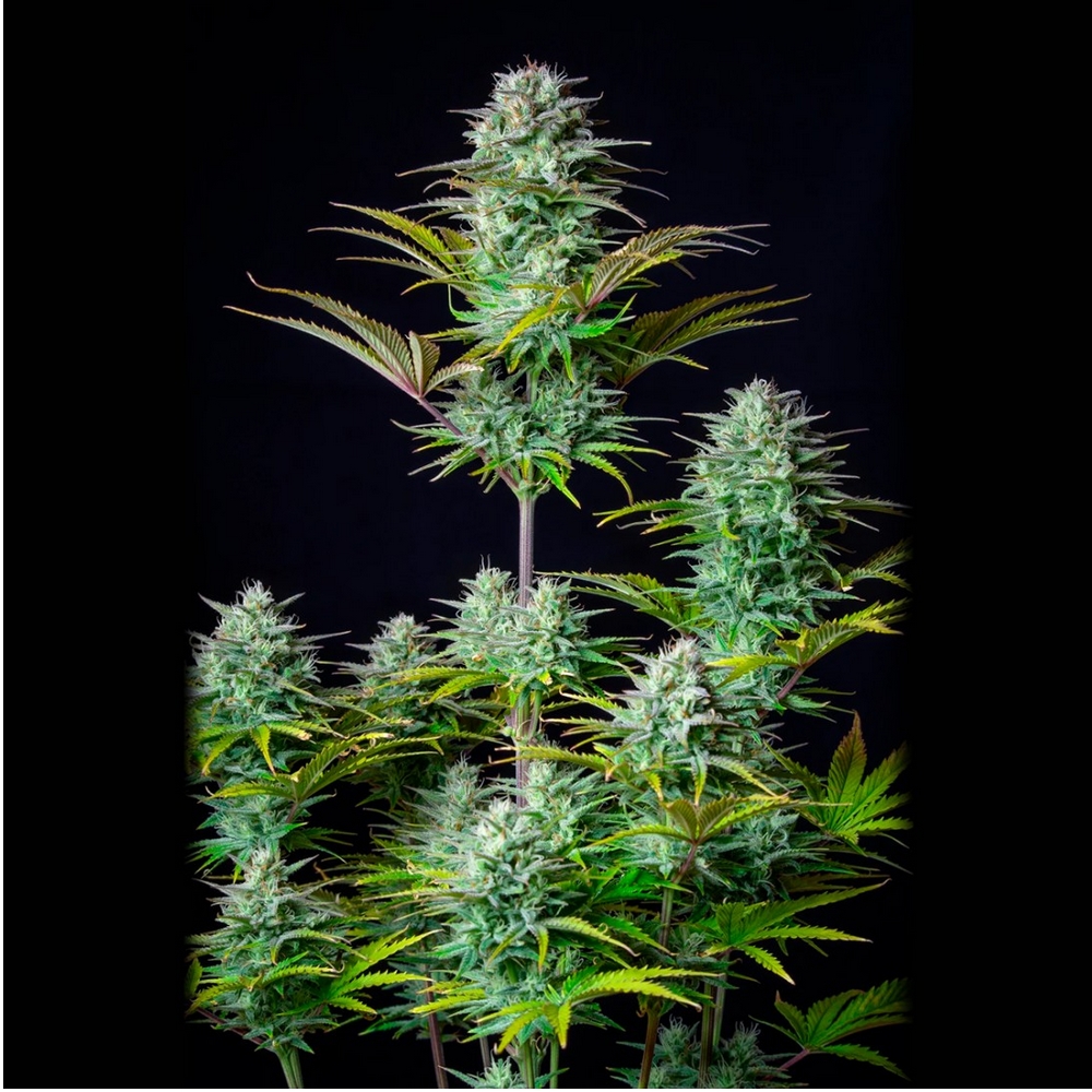 KOSHER CAKE AUTO FAST BUDS