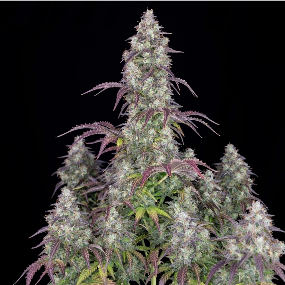 LEMON PIE AUTO FAST BUDS X3