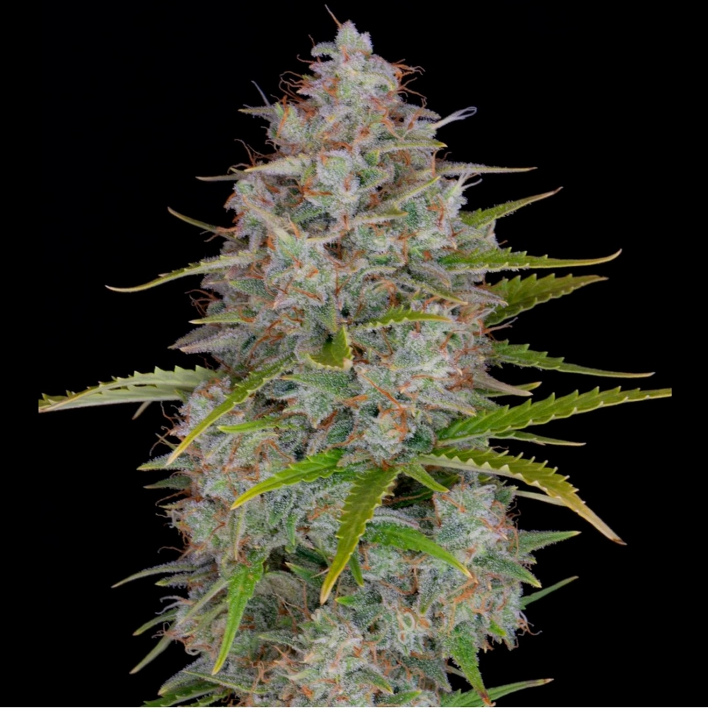 ORANGE SHERBET AUTO FAST BUDS