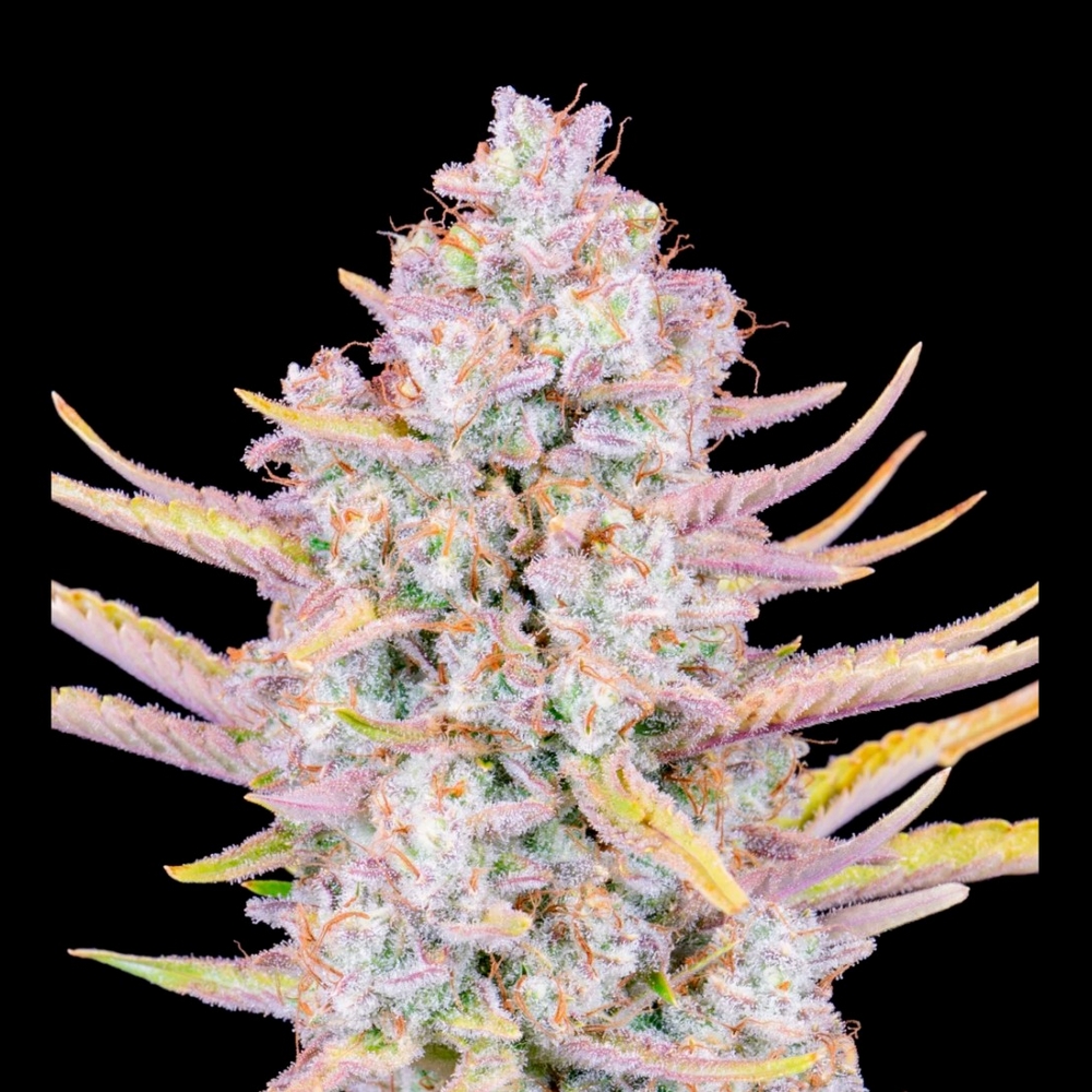 PURPLE PUNCH AUTO FAST BUDS