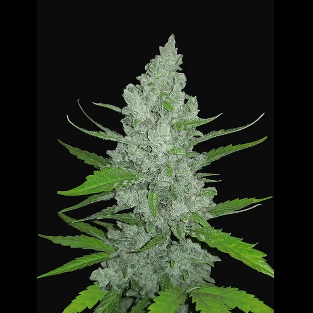 SOUR DIESEL AUTO FAST BUDS
