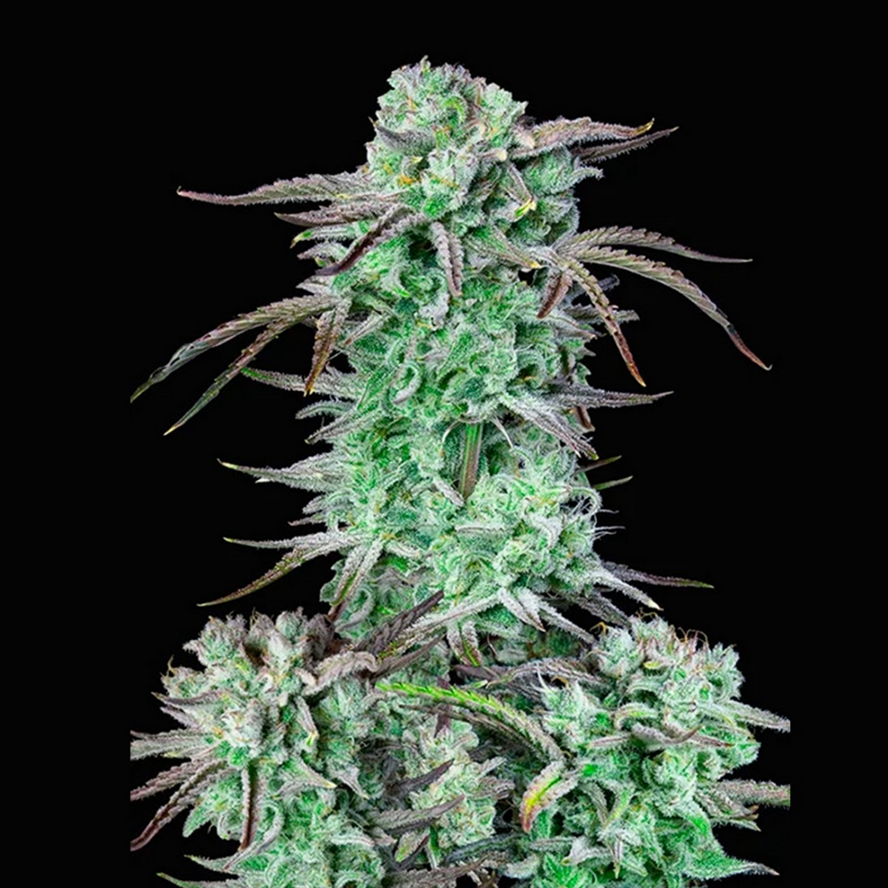 STRAWBERRY BANANA AUTO FAST BUDS
