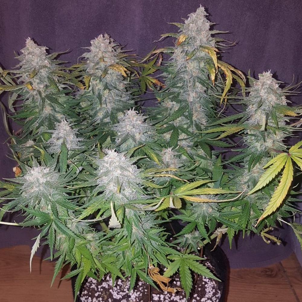 ZKITTLEZ AUTO FAST BUDS X1