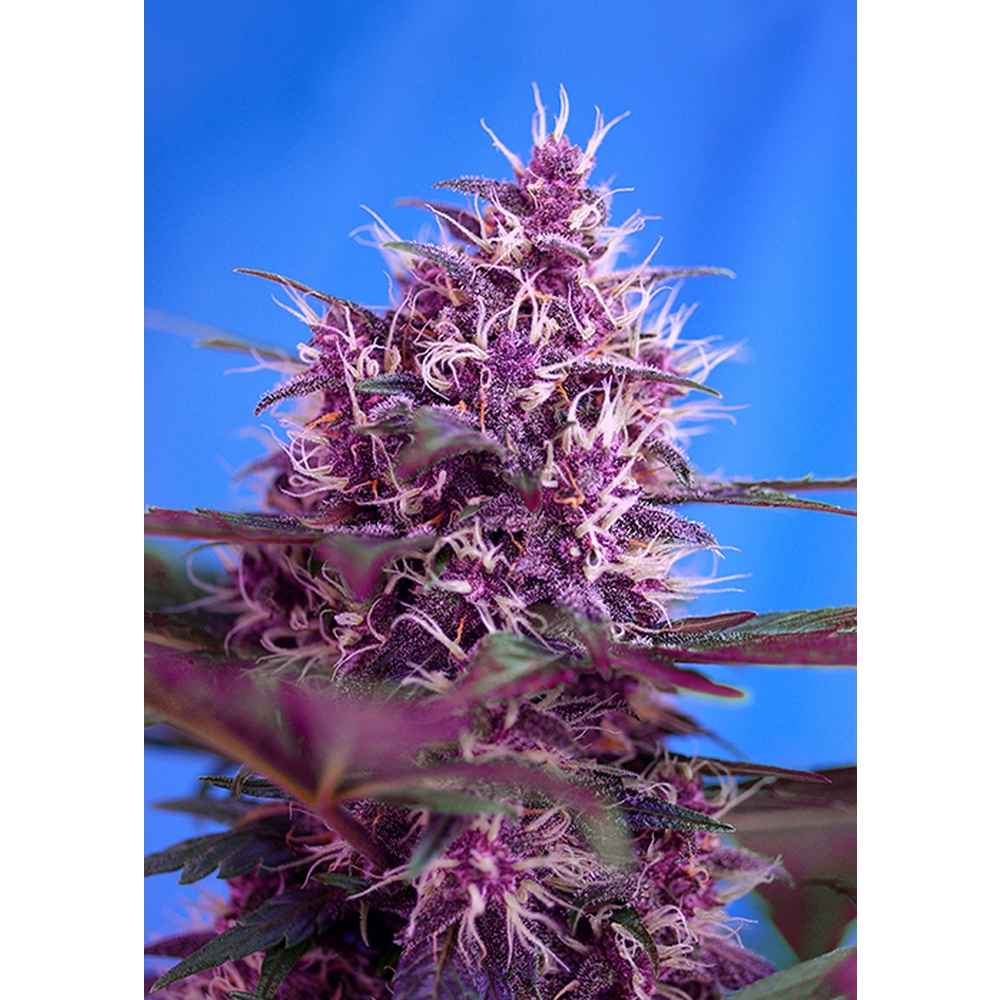 Red Poison Auto 3+1 Sweet Seeds