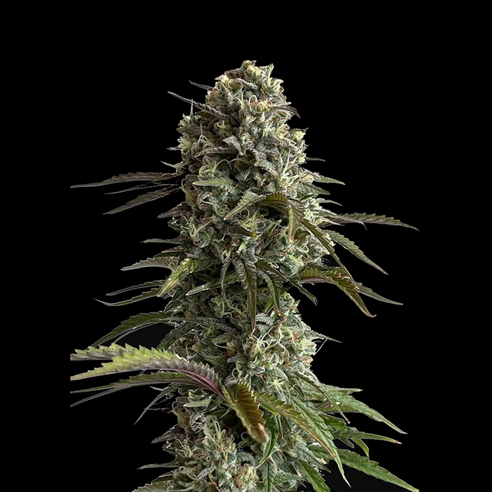 ORIGINAL SKUNK AUTO FAST BUDS