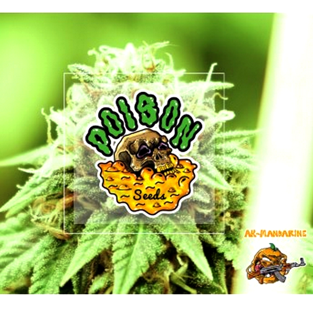 Ak Mandarine Auto POISON SEEDS.