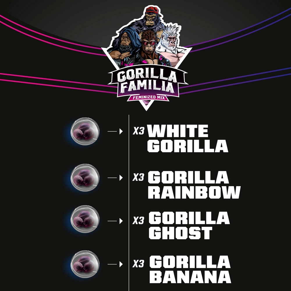 Gorilla Familia X12 BSF