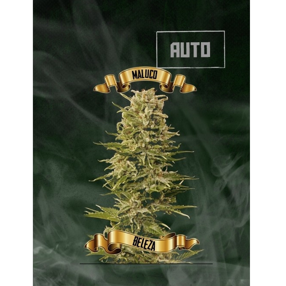 Maluco Beleza Auto x1 MACONHA SEEDS